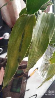 娱乐吃瓜酱竹子,娱乐吃瓜酱的幕后故事